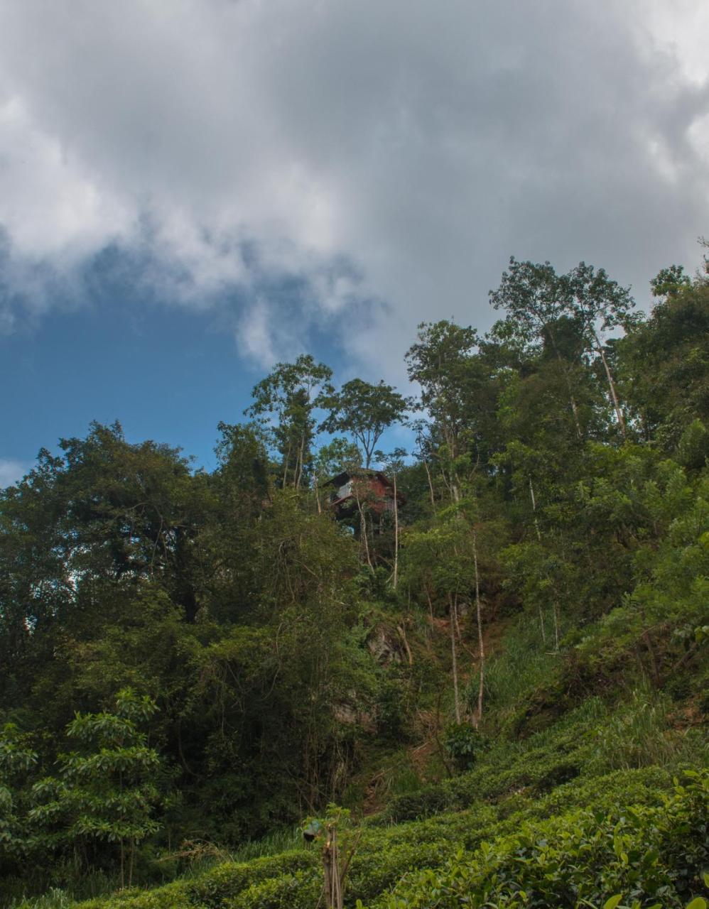 Tree Houses By Jungle River Ginigathena Eksteriør billede